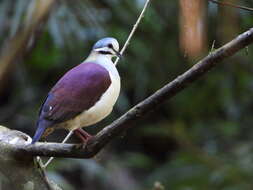 Image of Saphire Quail Dove