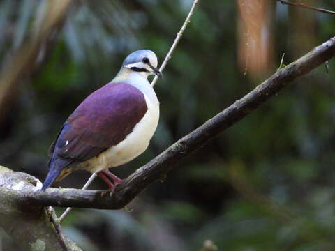 Image of Saphire Quail Dove