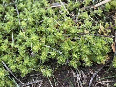 Image of Aphanes australis subsp. australis