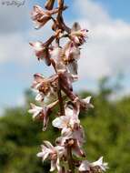 Image of Delphinium fissum subsp. ithaburense (Boiss.) C. Blanche & Molero