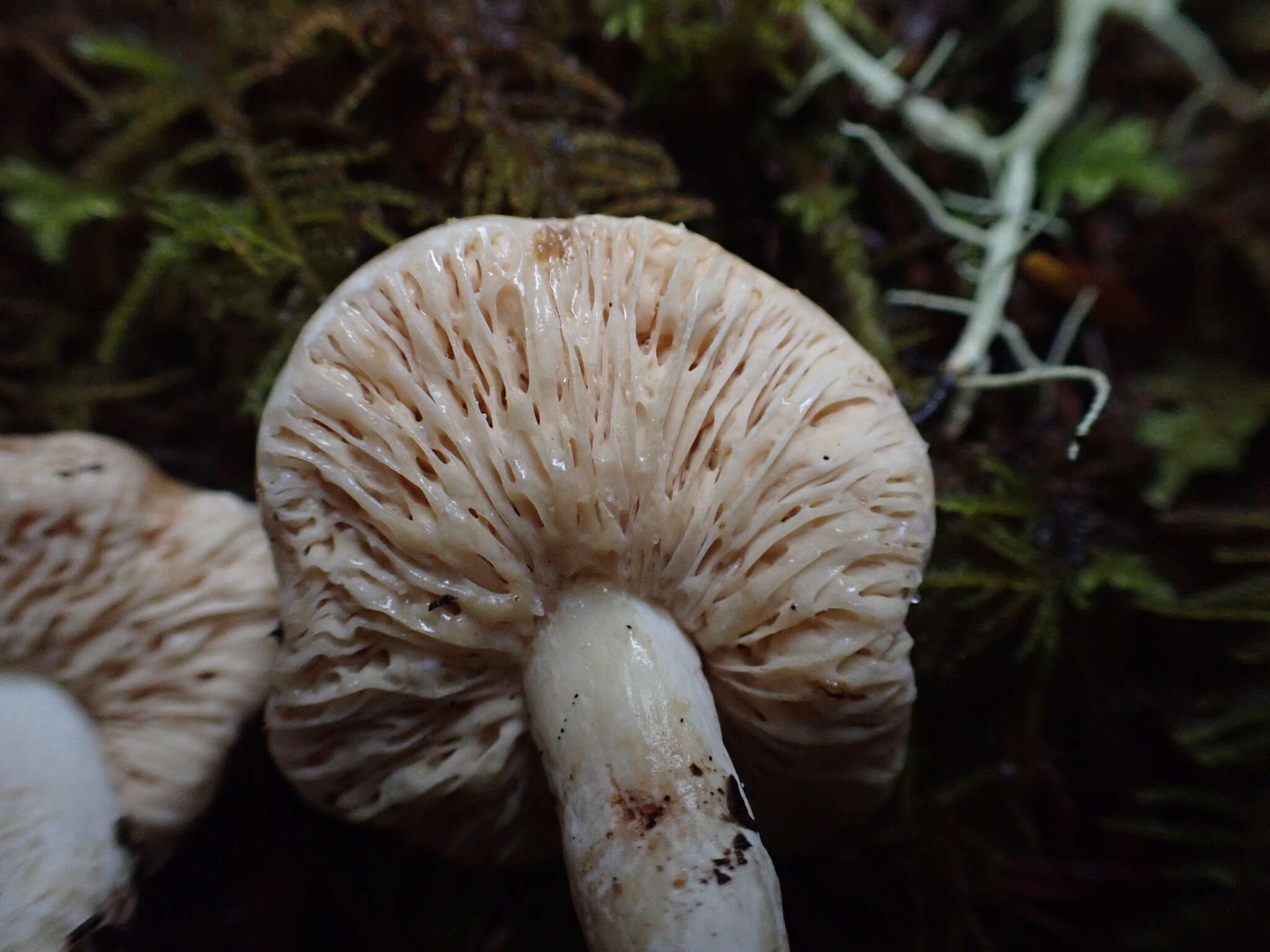 Sivun Lactarius pallidiolivaceus Hesler & A. H. Sm. 1979 kuva