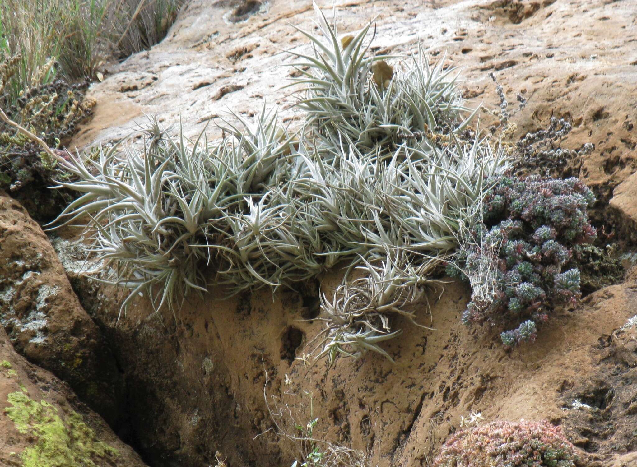 Tillandsia albida Mez & Purpus resmi