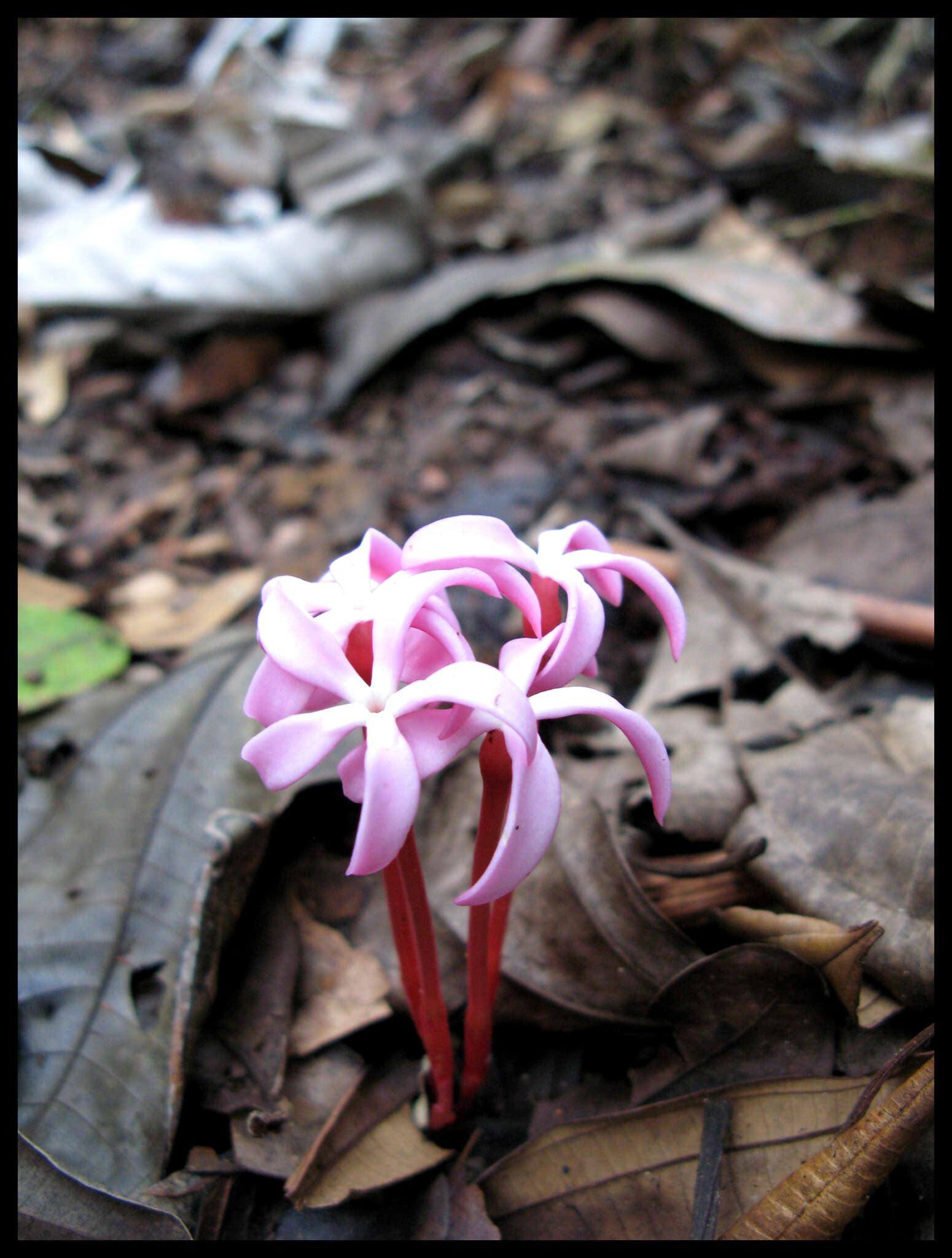 Image of Voyria rosea Aubl.