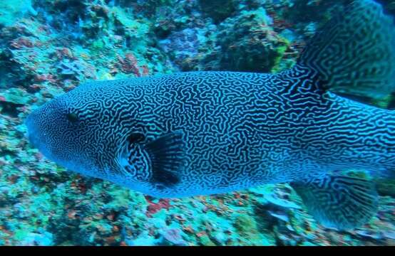 Image of Many-lined pufferfish