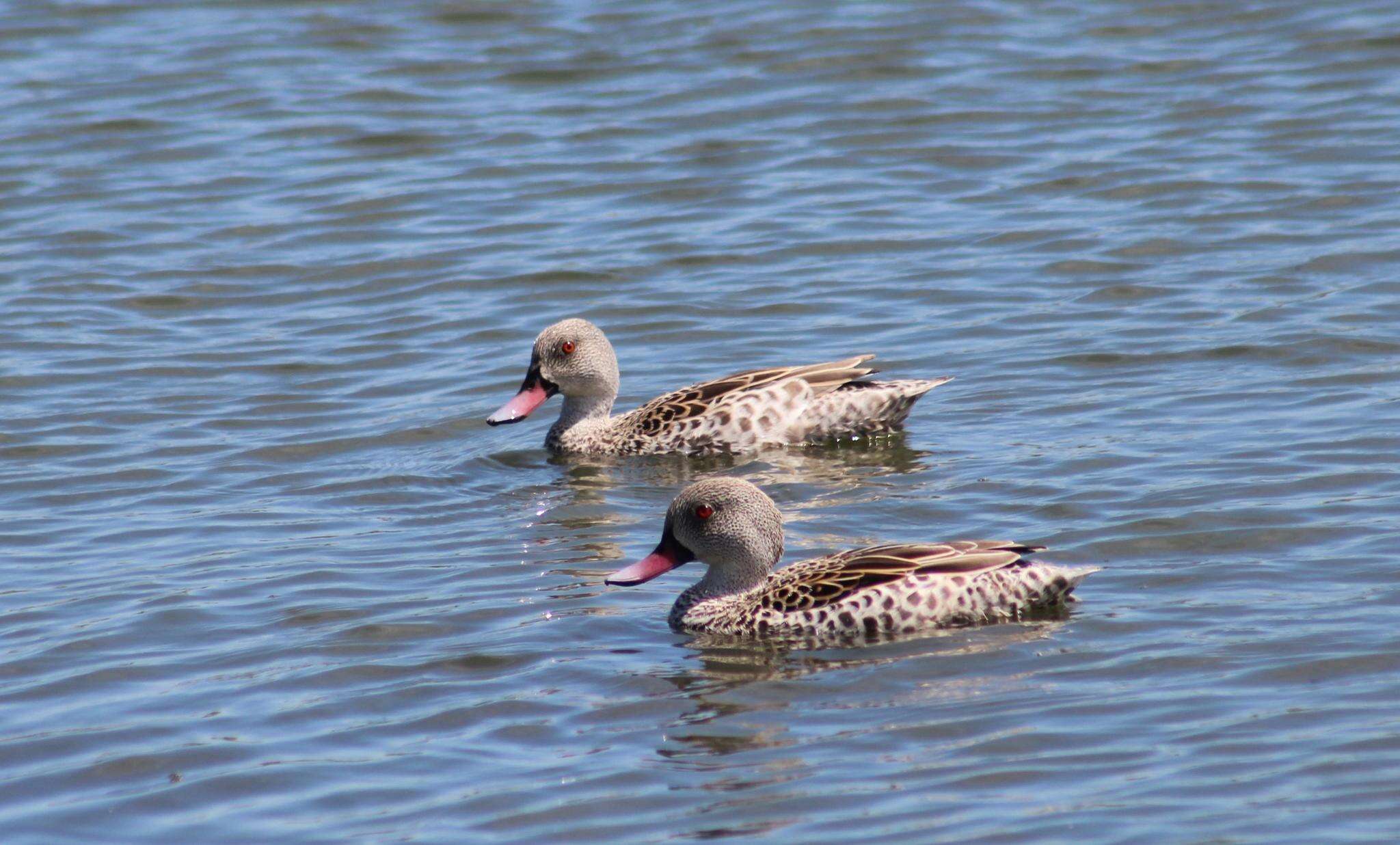 Image of Cape Teal