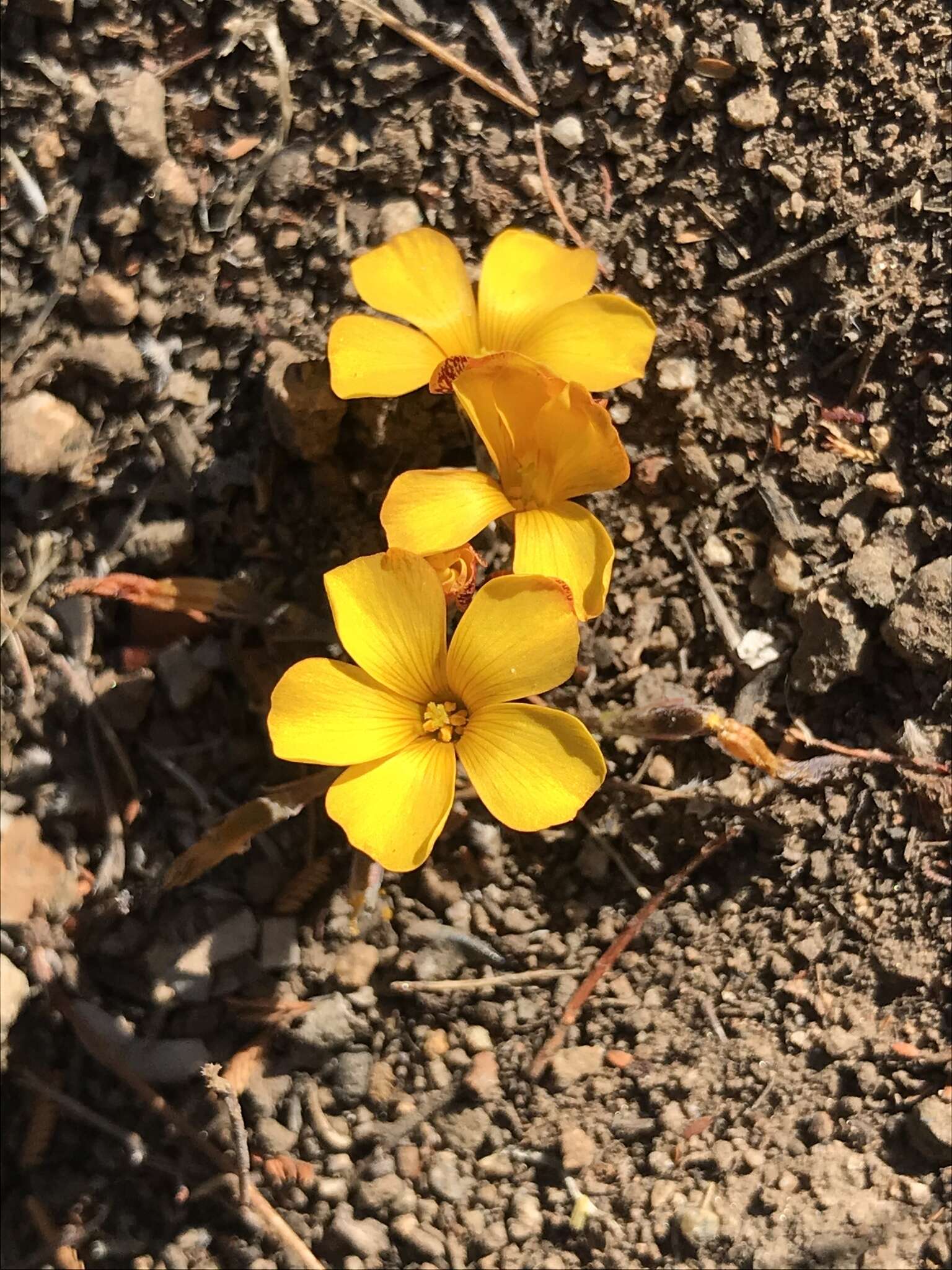 Imagem de Oxalis perdicaria (Mol.) Gunckel