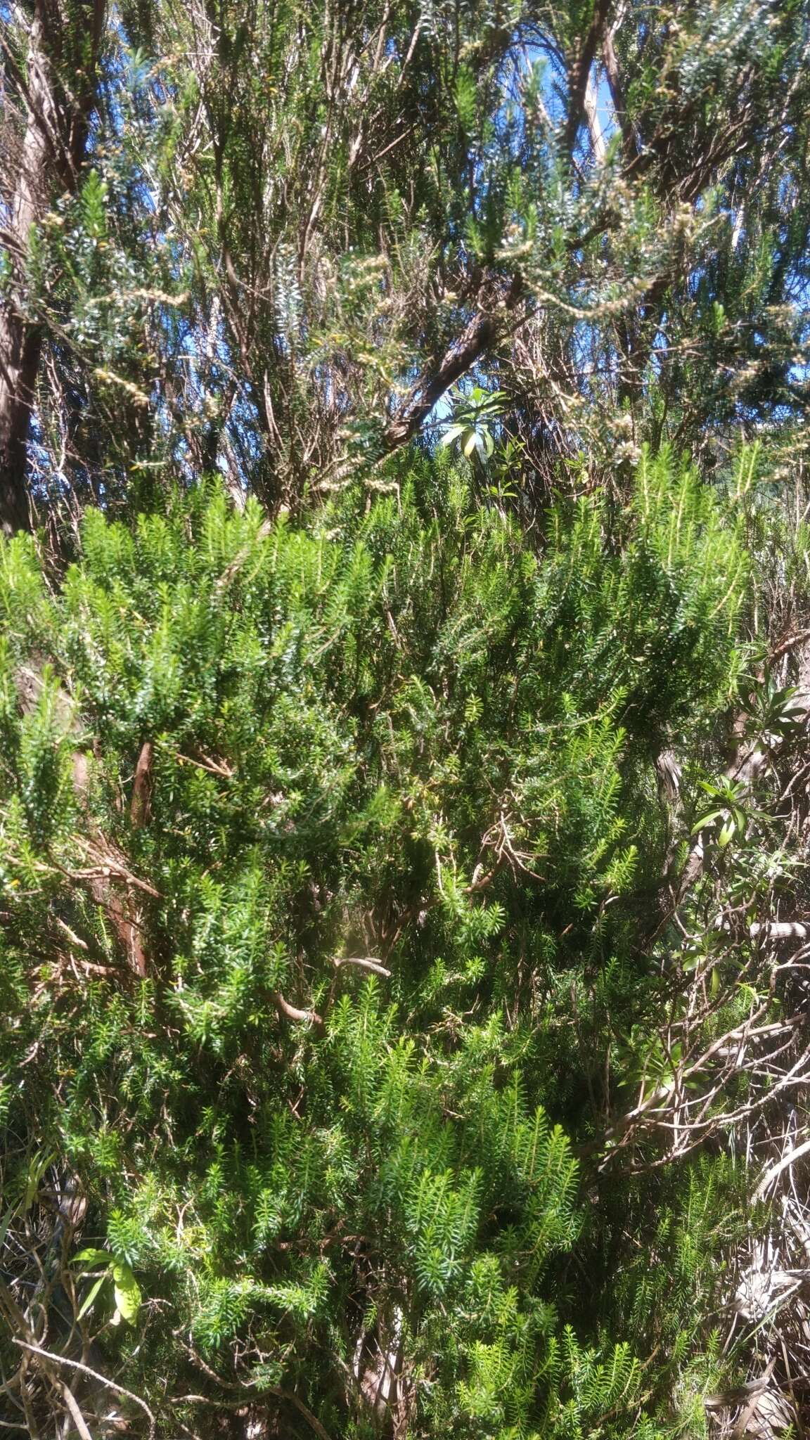 Imagem de Erica platycodon subsp. maderincola (D. C. Mc Clint.) Rivas Mart., Capelo, J. C. Costa, Lousã, Fontinha, R. Jardim & M. Seq.