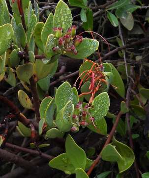 Image of Tristerix verticillatus (Ruiz & Pav.) Barlow & Wiens