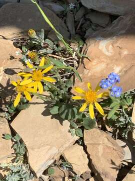 Image of northwestern groundsel