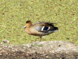 صورة Spatula versicolor (Vieillot 1816)