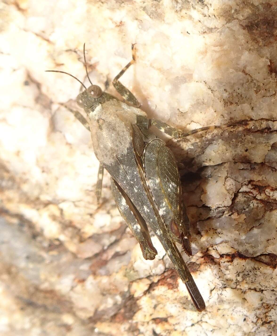 Image of Aztec Pygmy Grasshopper