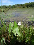 Image of broadleaf arrowhead