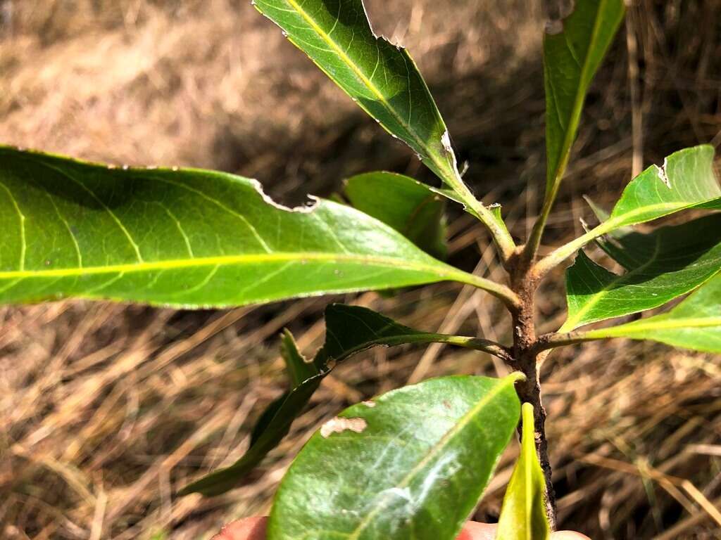 Image of Planchonella pohlmaniana (F. Muell.) Pierre ex Dubard