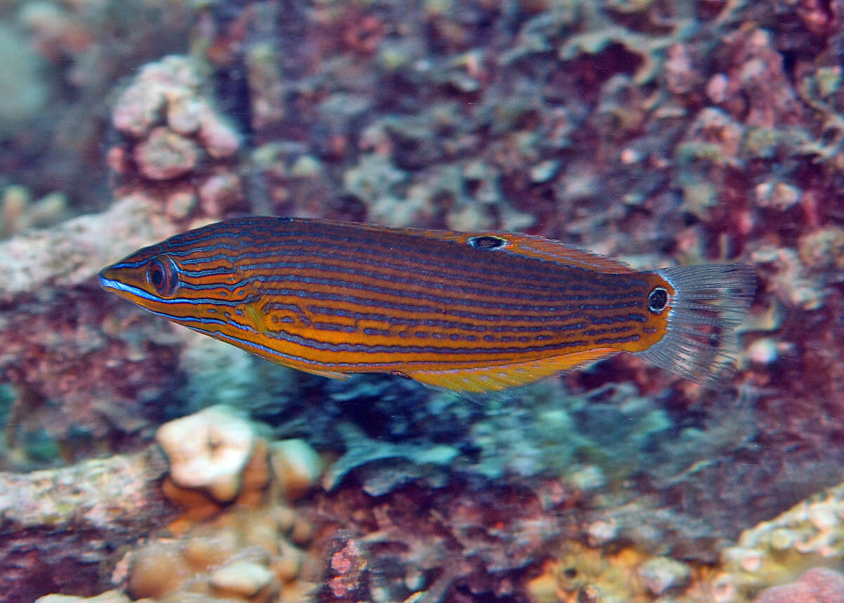 Image of Chain-lined wrasse