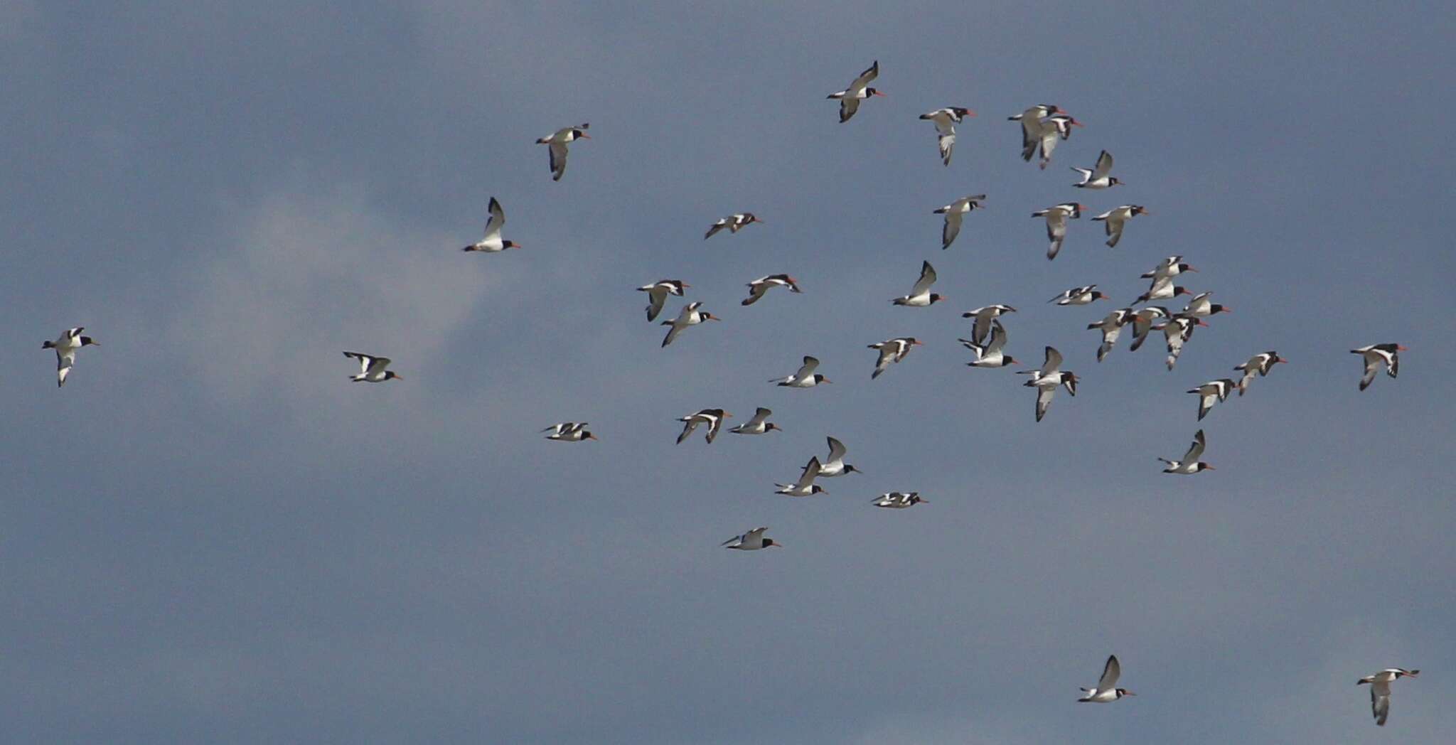 Image of oystercatcher, eurasian oystercatcher