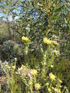 Image of Leucadendron remotum I. Williams