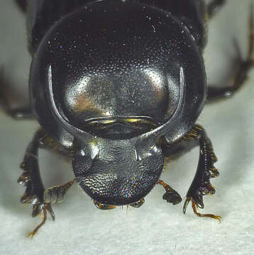 Image de Onthophagus taurus (Schreber 1759)