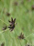 Image of Cyperus macranthus Boeckeler