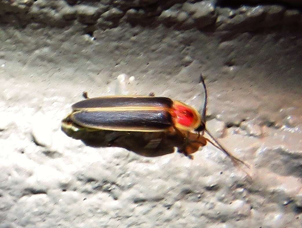 Image of common eastern firefly