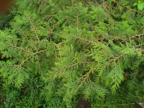 Image of Formosan Cypress