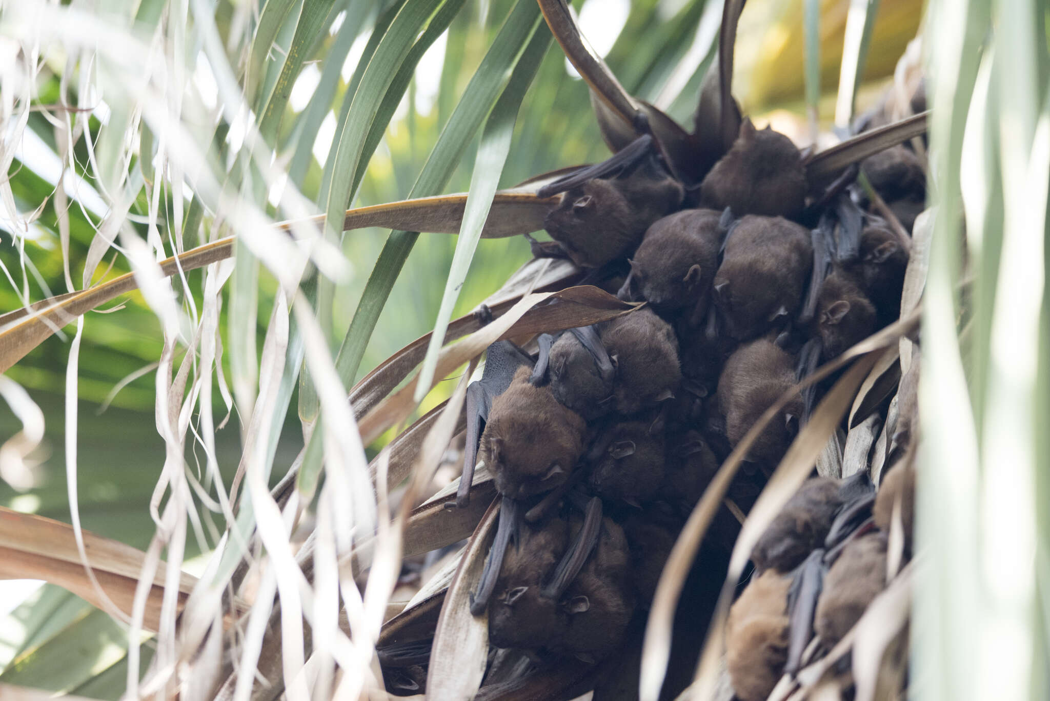 Image of Asiatic Lesser Yellow House Bat