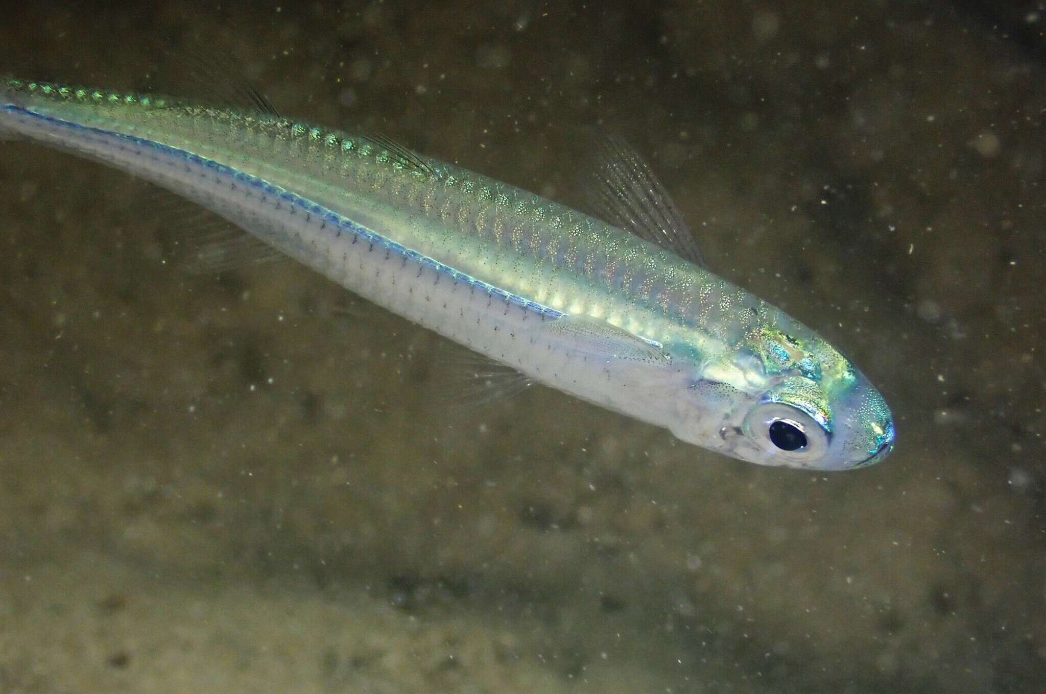 Image of Common hardyhead