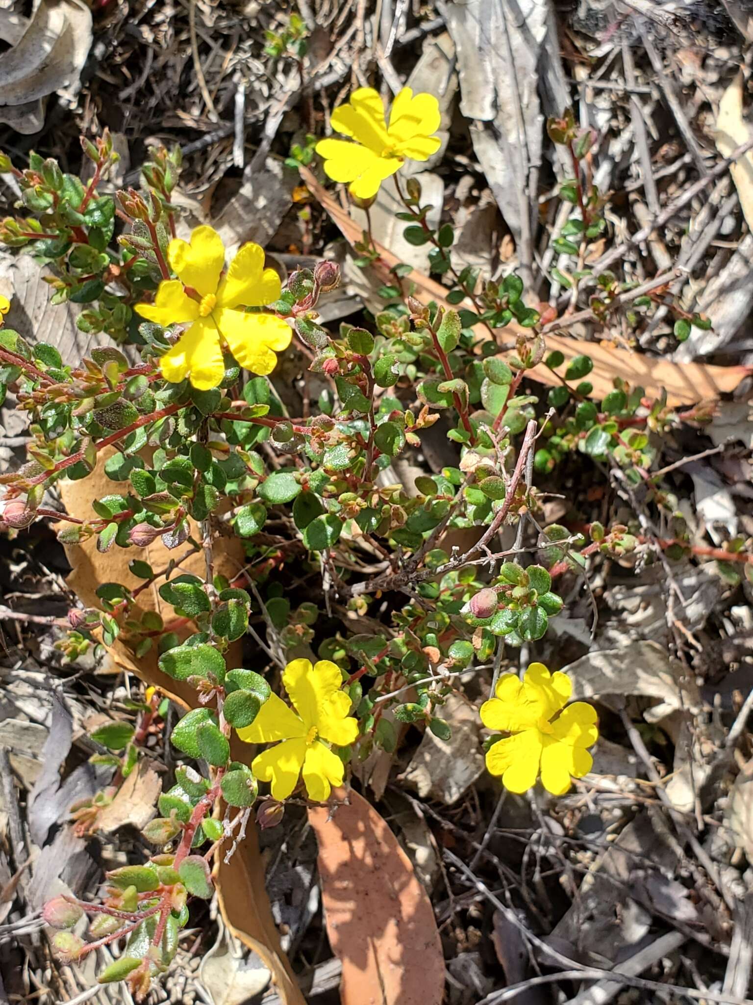 Image of Hibbertia decumbens H. R. Toelken