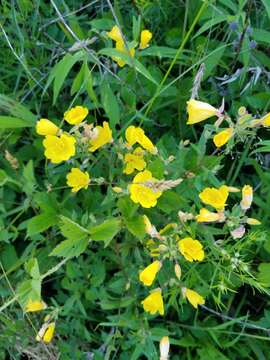 Image of Shrubby sundrops