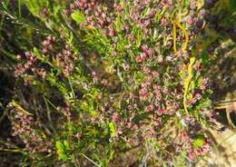 Image de Erica pulchella var. pulchella