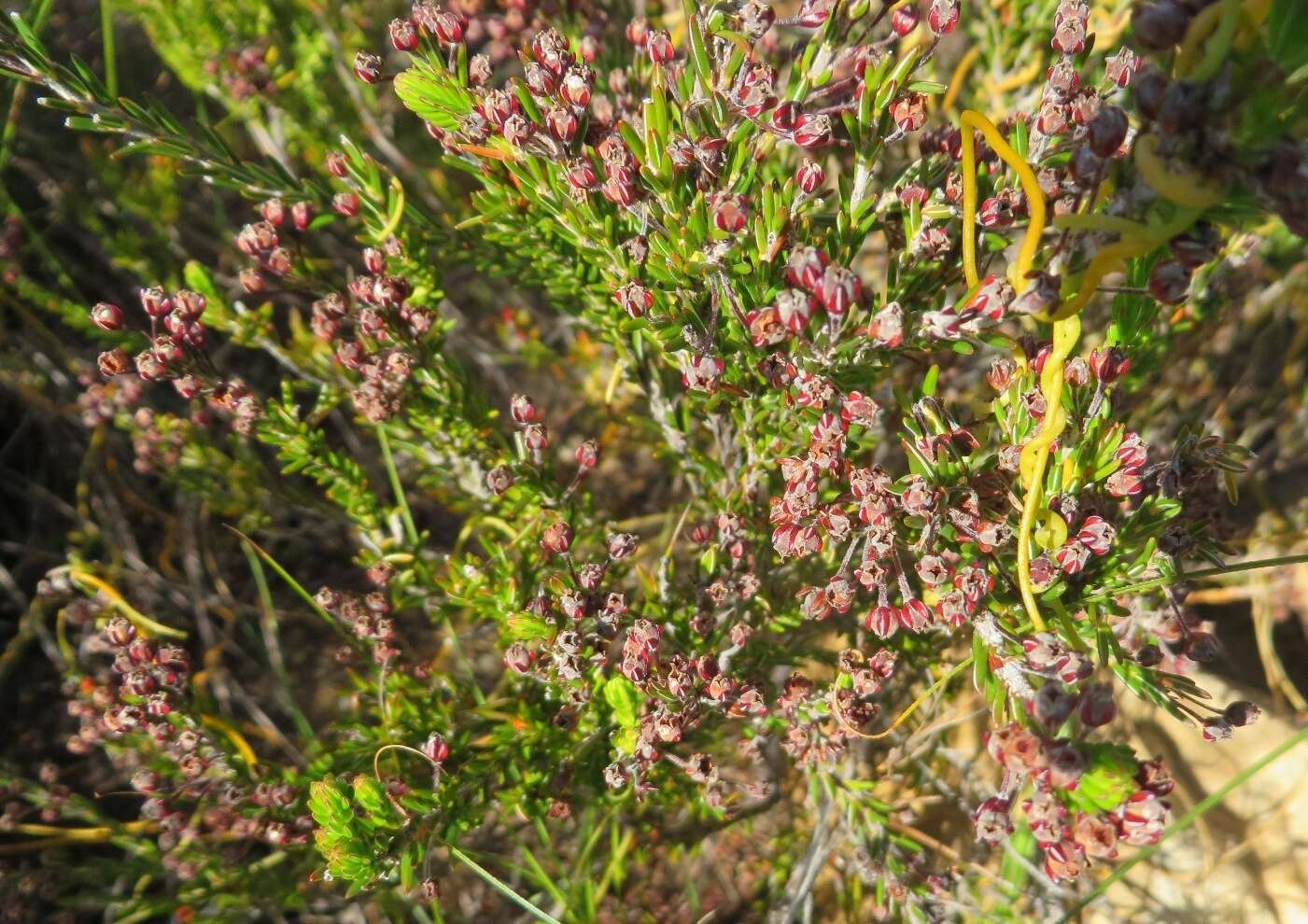 Image de Erica pulchella var. pulchella