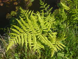 Imagem de Dryopteris dilatata (Hoffm.) A. Gray