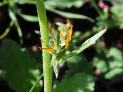 Image of Manulea cheiranthus (L.) L.