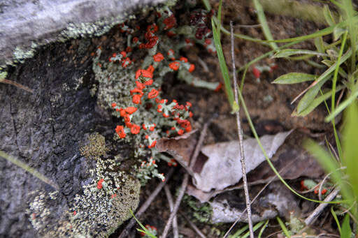 Слика од Cladonia cristatella Tuck.