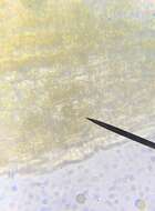 Image of <i>Orthotrichum columbicum</i>