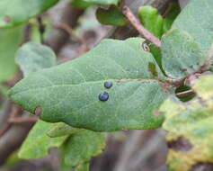 صورة Lasiobotrys lonicerae (Fr.) Kunze 1823