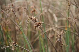 Image of Plumes of Water from the bristles