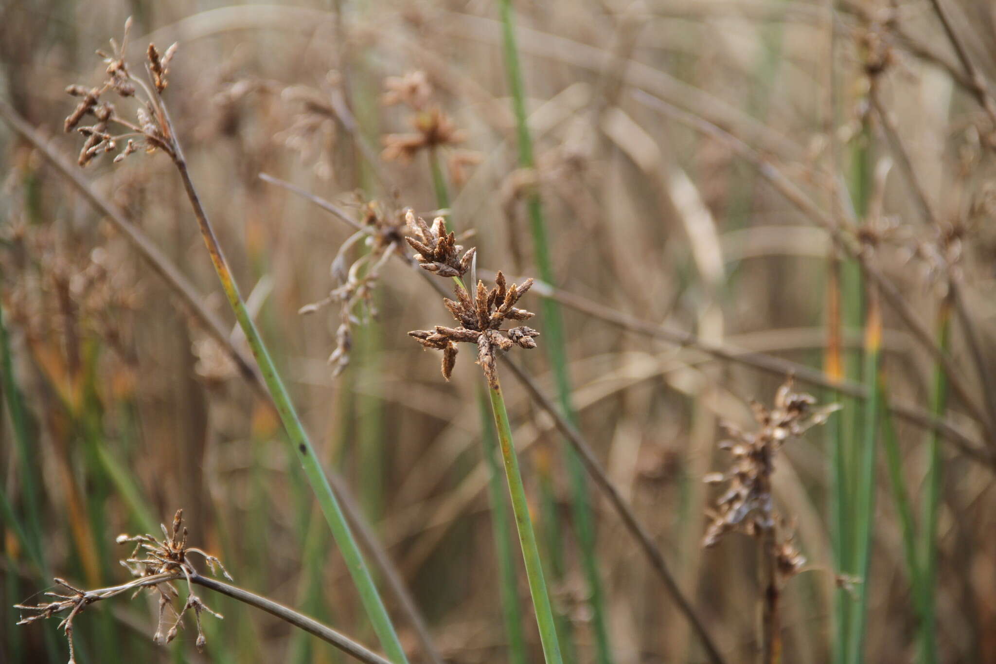 Image of Plumes of Water from the bristles