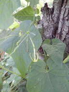 Image of Cyclanthera filiformis (Kuntze) H. Schaef. & S. S. Renner