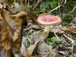 Image de Russula paraemetica Reumaux 1997