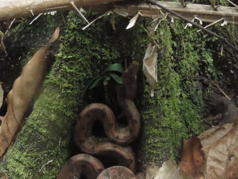 Image of Paulson's Bevel-nosed Boa