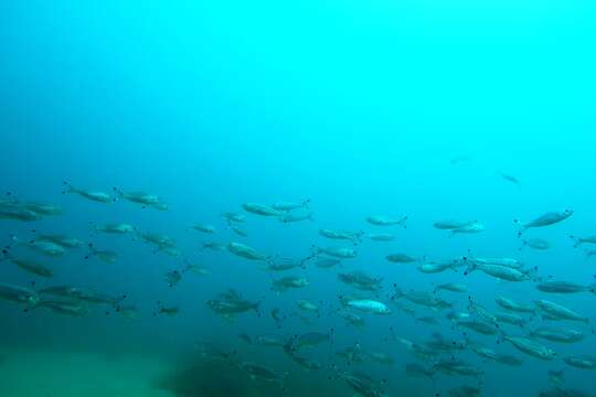 Image of Australian herring