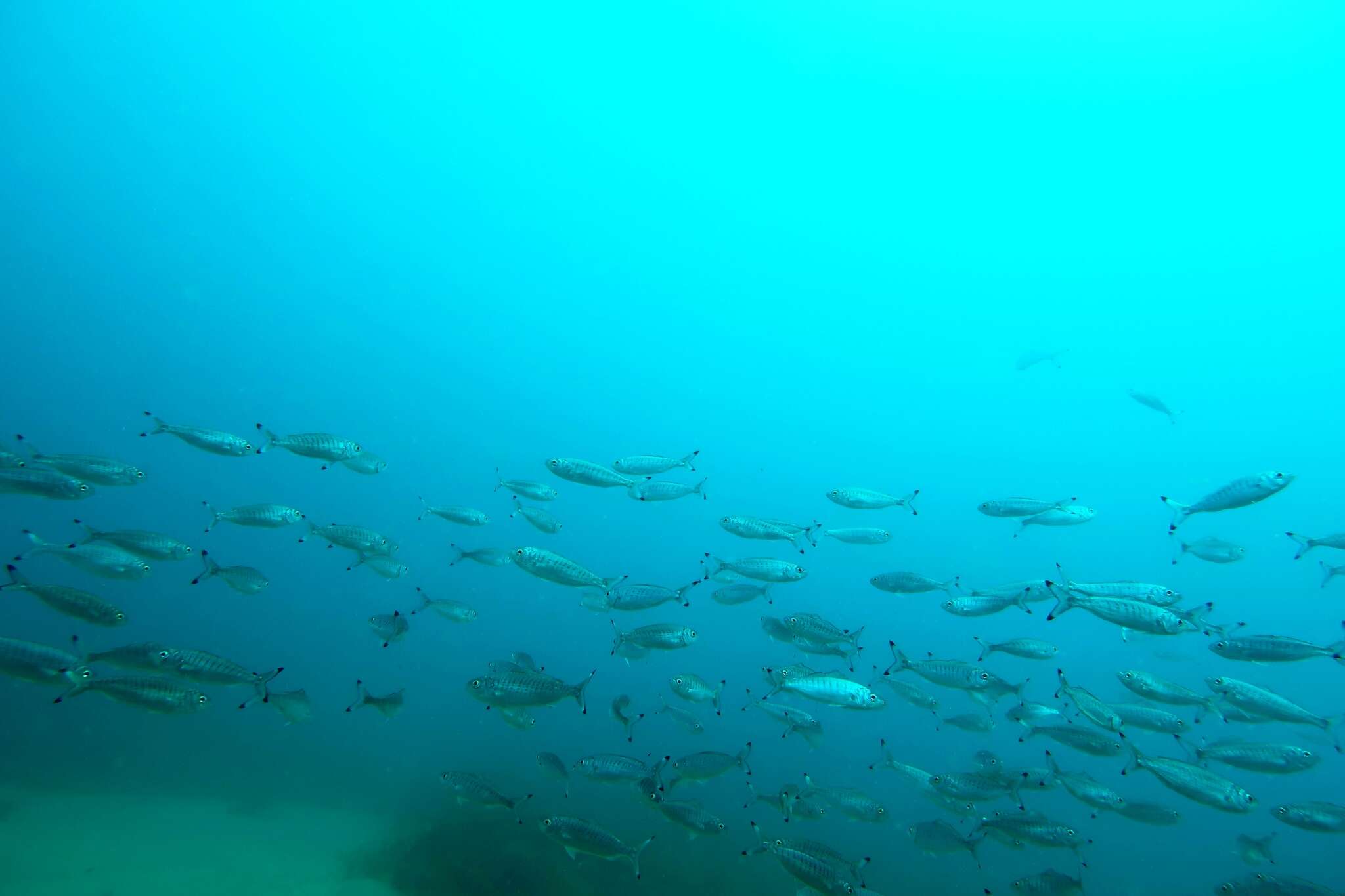 Image of Australian herring