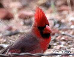 Image of Cardinalis cardinalis superbus Ridgway 1885