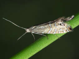 Слика од Glyphipterix thrasonella Scopoli 1763