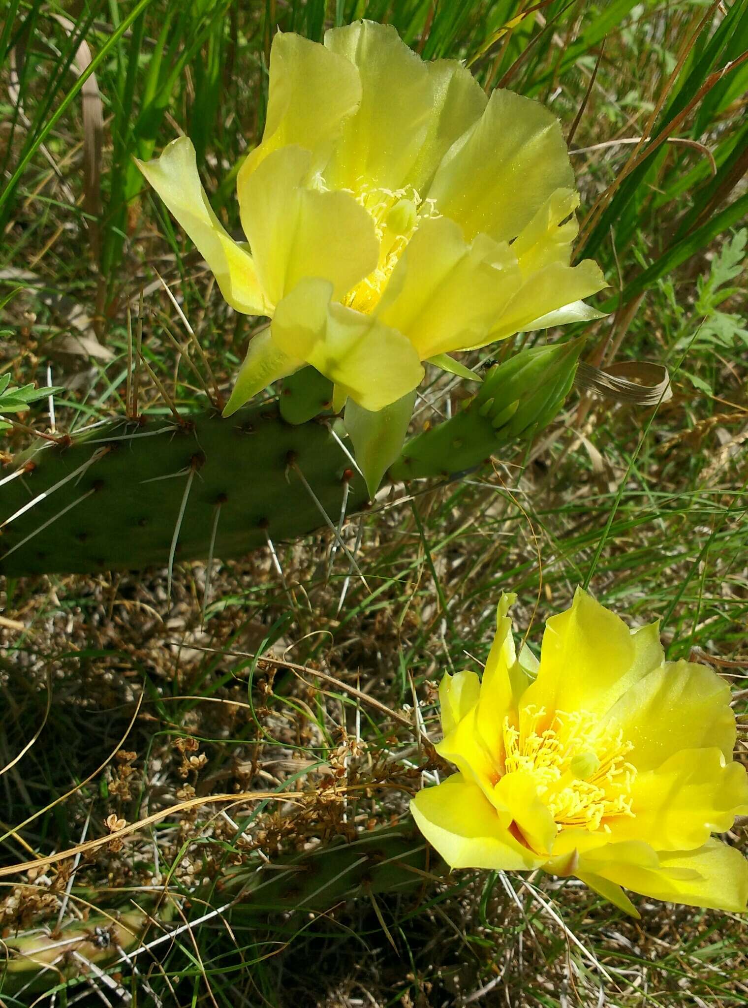 Image of Grassland Pricklypear