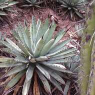 Agave macroacantha Zucc. resmi