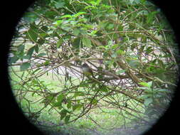 Image of Dusky-capped Flycatcher