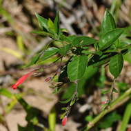 Image of Ruellia angustiflora (Nees) Lindau