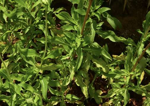 Image of Calceolaria dentata Ruiz & Pav.