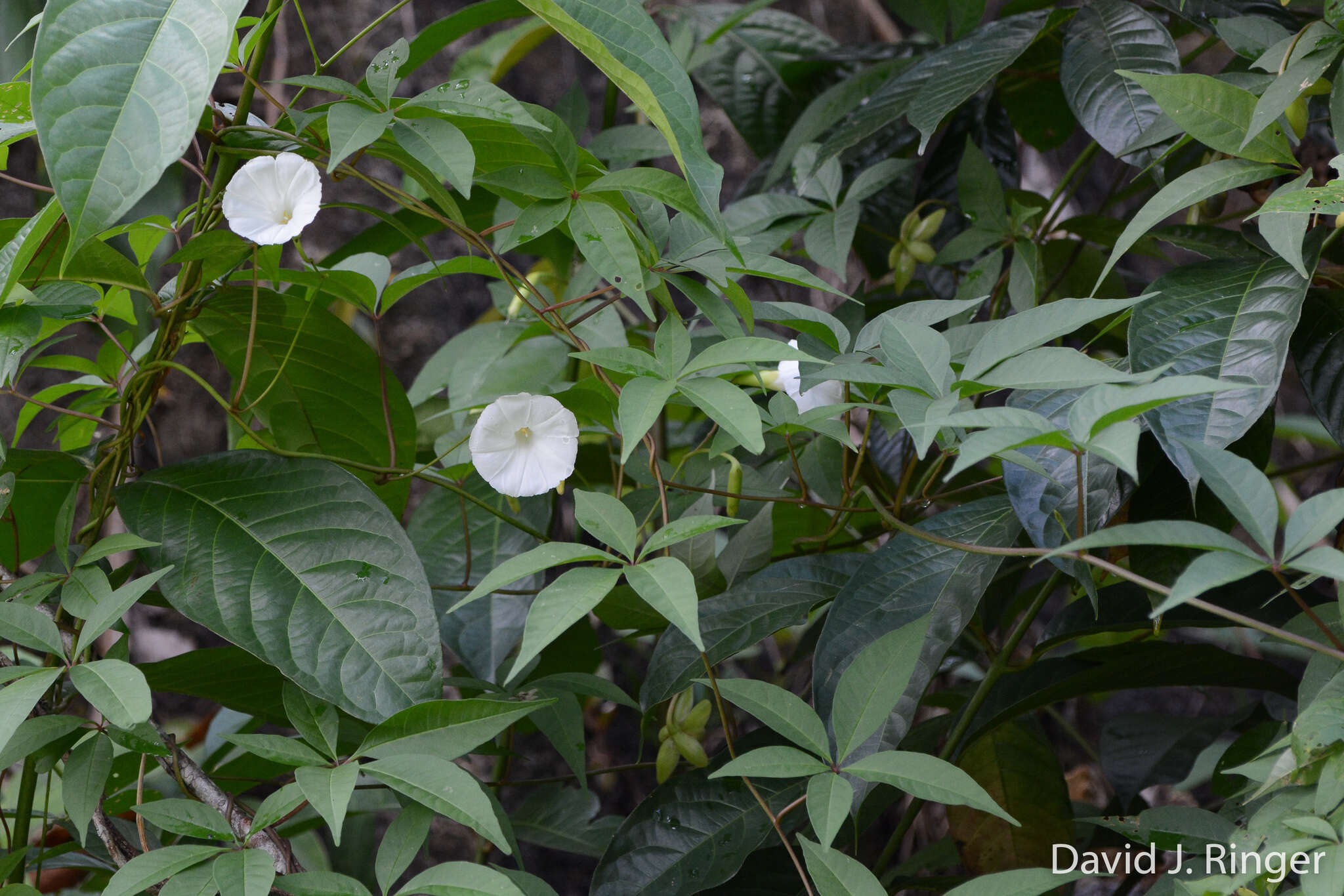 Image of Distimake macrocalyx (Ruiz & Pav.) A. R. Simões & Staples